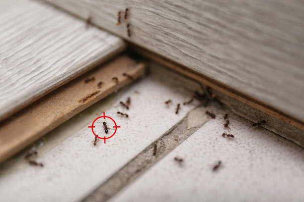 Professional Pest Control in Pinole, CA