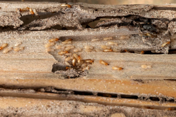 Best Exterminator Services  in Pinole, CA