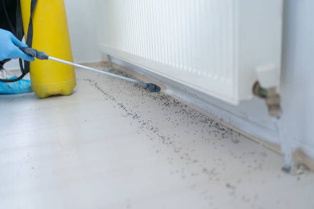 Best Pest Control Near Me in Pinole, CA